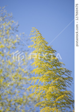 Bamboo in the blue sky 127660476