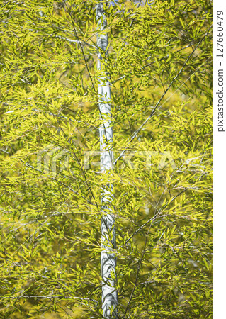 Bamboo growing in a bamboo forest Bamboo growing in a bamboo forest 127660479