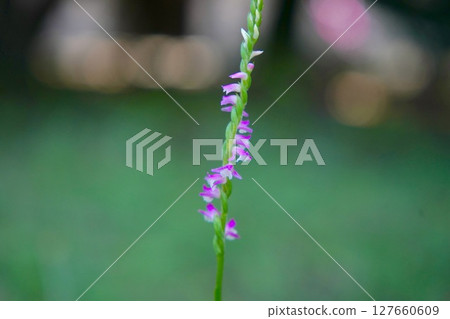 Spiranthes sinensis 127660609