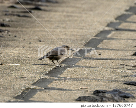 A female Rock Thrush walking along the bank 127660747
