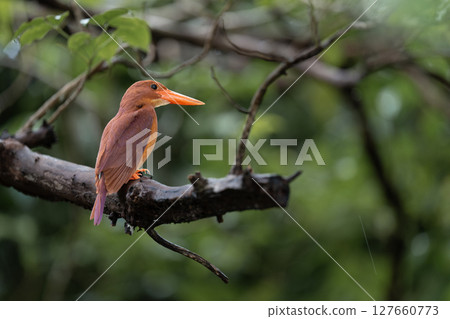 Ryukyu Kingfisher after the rain Ryukyu Kingfisher after the rain 127660773