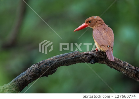 Ryukyu Kingfisher after the rain Ryukyu Kingfisher after the rain 127660774