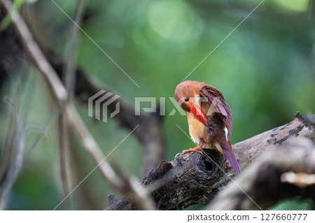 雨後的琉球翠鳥 127660777