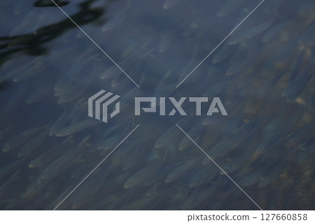 A flock of swimming Mojako fish 127660858