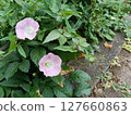 背景材料:路邊的黃花菜 背景材料:路邊的黃花菜 127660863