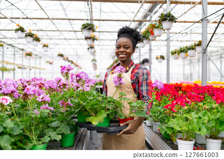 A smiling African-American woman holding potted geraniums in a sunlit greenhouse. A smiling African-American woman holding potted geraniums in a sunlit greenhouse. 127661003