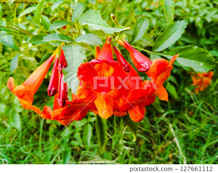 Flowers image with selective focus 127661112