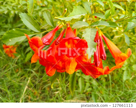 Flowers image with selective focus Flowers image with selective focus 127661113