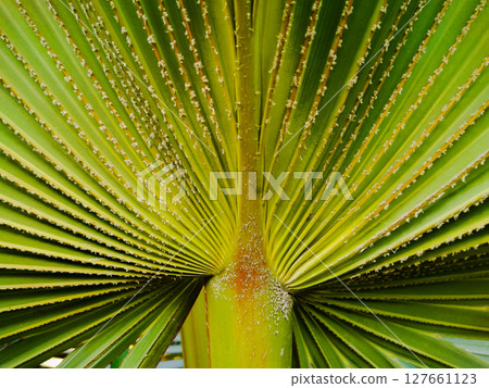 Leafs or leaves with selective focus Leafs or leaves with selective focus 127661123