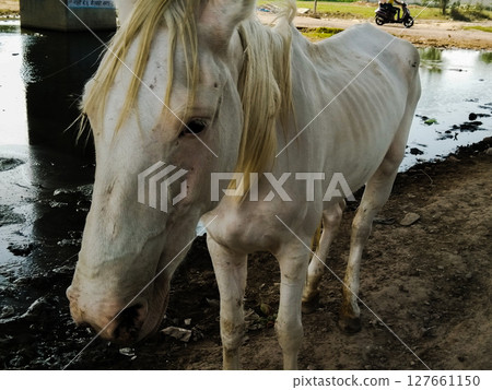 White horse image with selective focus White horse image with selective focus 127661150