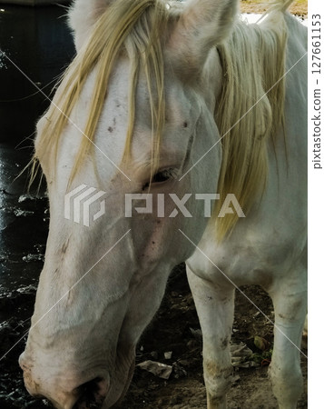 Beautiful white horse image with selective focus Beautiful white horse image with selective focus 127661153