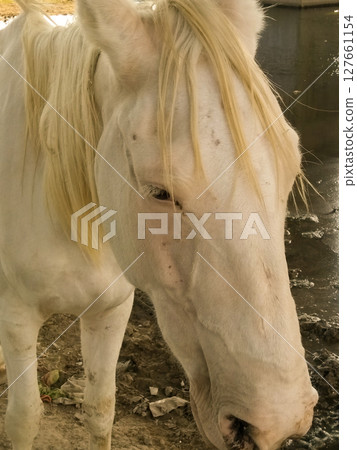 Beautiful white horse image with selective focus 127661154
