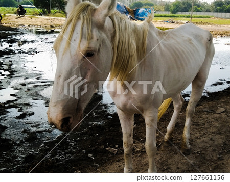Beautiful white horse image with selective focus Beautiful white horse image with selective focus 127661156