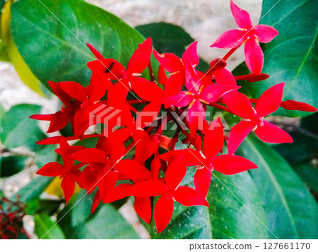 Flowers image with selective focus Flowers image with selective focus 127661170