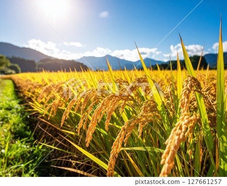 Ripened rice in a rice field Ripened rice in a rice field 127661257