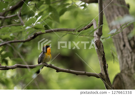 在樹枝上停下的皇冠 127661338