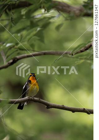 A crown that stops on a branch 127661347