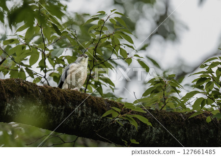 A sparrowhawk eating on a branch 127661485