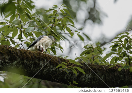 A sparrowhawk eating on a branch A sparrowhawk eating on a branch 127661486