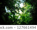 Sleeping in the forest, drowsily 127661494