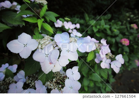 紫色繡球花點亮雨季 紫色繡球花點亮雨季 127661504