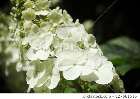 繡球花為雨季增添色彩 繡球花為雨季增添色彩 127661510