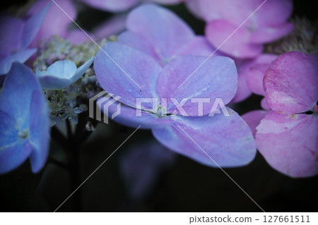 紫色繡球花點亮雨季 127661511