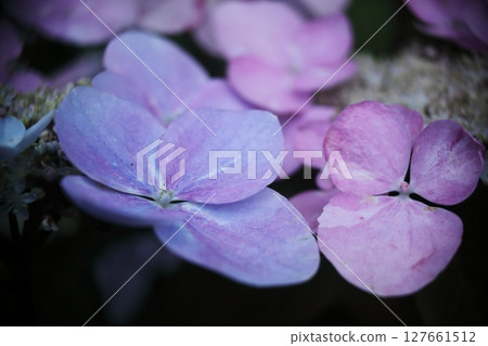 紫色繡球花點亮雨季 紫色繡球花點亮雨季 127661512