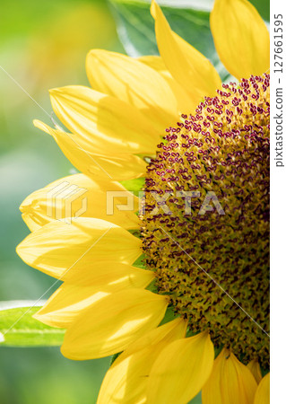 向日葵田中黃色向日葵花的特寫照片 127661595