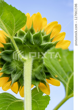A large sunflower blooming in a sunflower field A large sunflower blooming in a sunflower field 127661596
