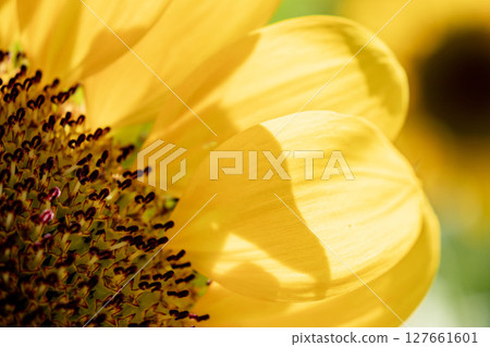 Yellow sunflower 127661601
