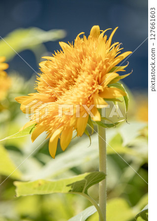 向日葵 向日葵 127661603