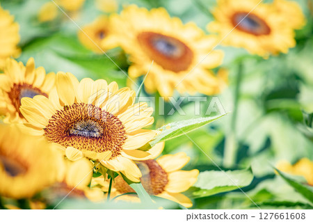 開花往太陽的向日葵 127661608