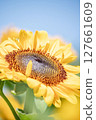 Sunflowers blooming towards the blue sky 127661609
