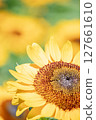 Sun Flower  127661610
