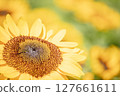 The big sunflower 127661611