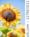 Sunflower shining in the blue sky 127661612