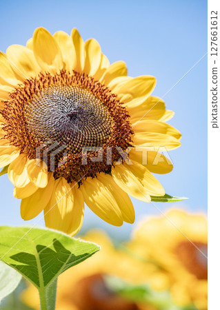 Sunflower shining in the blue sky 127661612