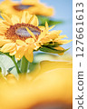A healthy sunflower 127661613