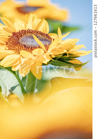 健康的向日葵 健康的向日葵 127661613