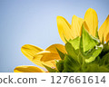Sunflower looking up at the sky 127661614