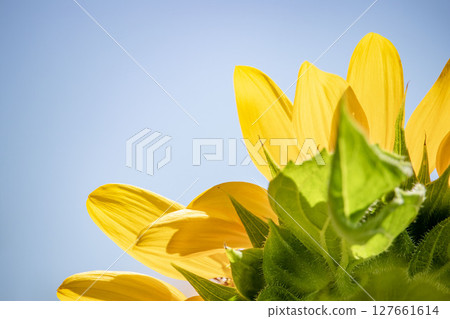 注視著天空的向日葵 127661614
