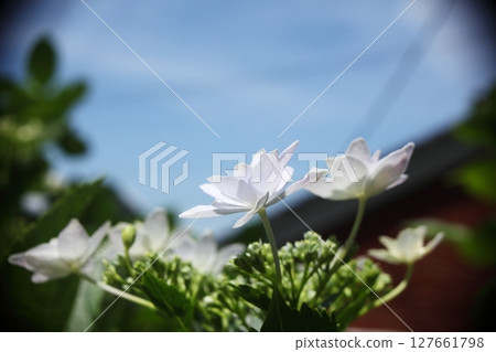 Hydrangea dance party flowers that brighten up the rainy season Hydrangea dance party flowers that brighten up the rainy season 127661798