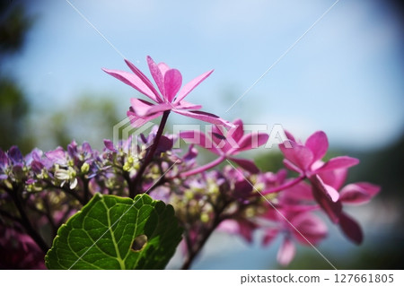 Hydrangea dance party flowers that brighten up the rainy season 127661805