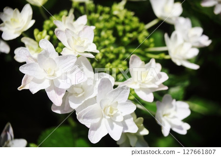Hydrangea dance party flowers that brighten up the rainy season Hydrangea dance party flowers that brighten up the rainy season 127661807