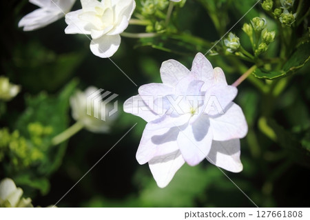 Hydrangea dance party flowers that brighten up the rainy season 127661808