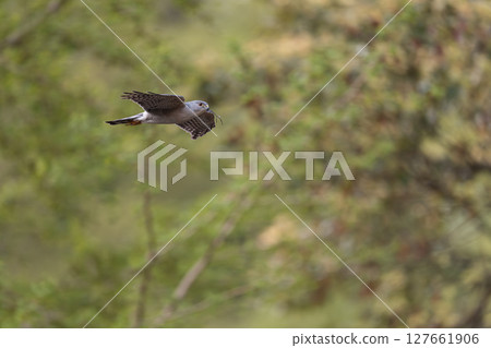 鷹鳥攜枝 鷹鳥攜枝 127661906