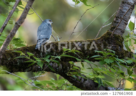 A sparrowhawk resting on a branch 127661908