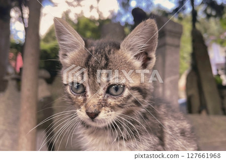 Tabby Kitten Close Up with Curious, Intense Expression.Fluffy tabby kitten stares with charm and feline focus. 127661968