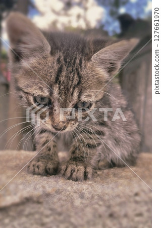 Tabby Kitten Close Up with Curious, Intense Expression.Fluffy tabby kitten stares with charm and feline focus. Tabby Kitten Close Up with Curious, Intense Expression.Fluffy tabby kitten stares with charm and feline focus. 127661970